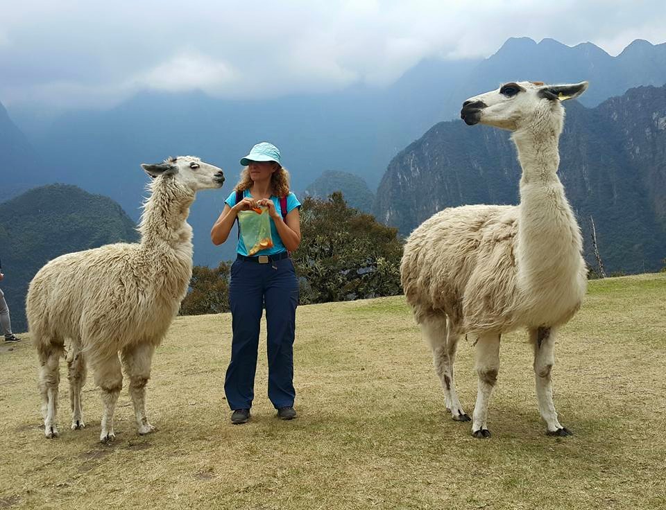 Machu Picchu'yu ziyaret eden gezginlerle ahbaplık kuran, Lamalar...