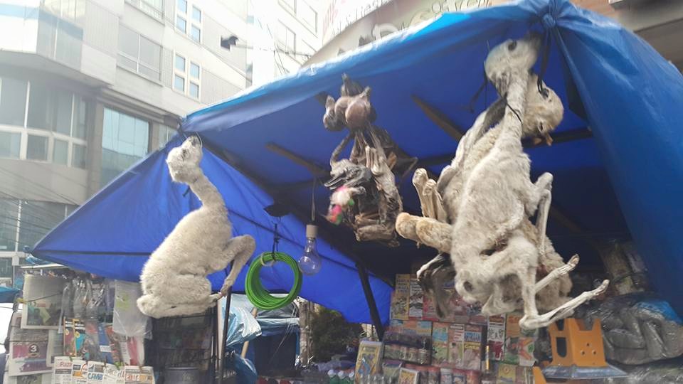 La Paz Cadılar Pazarındaki Lama Fetüsleri