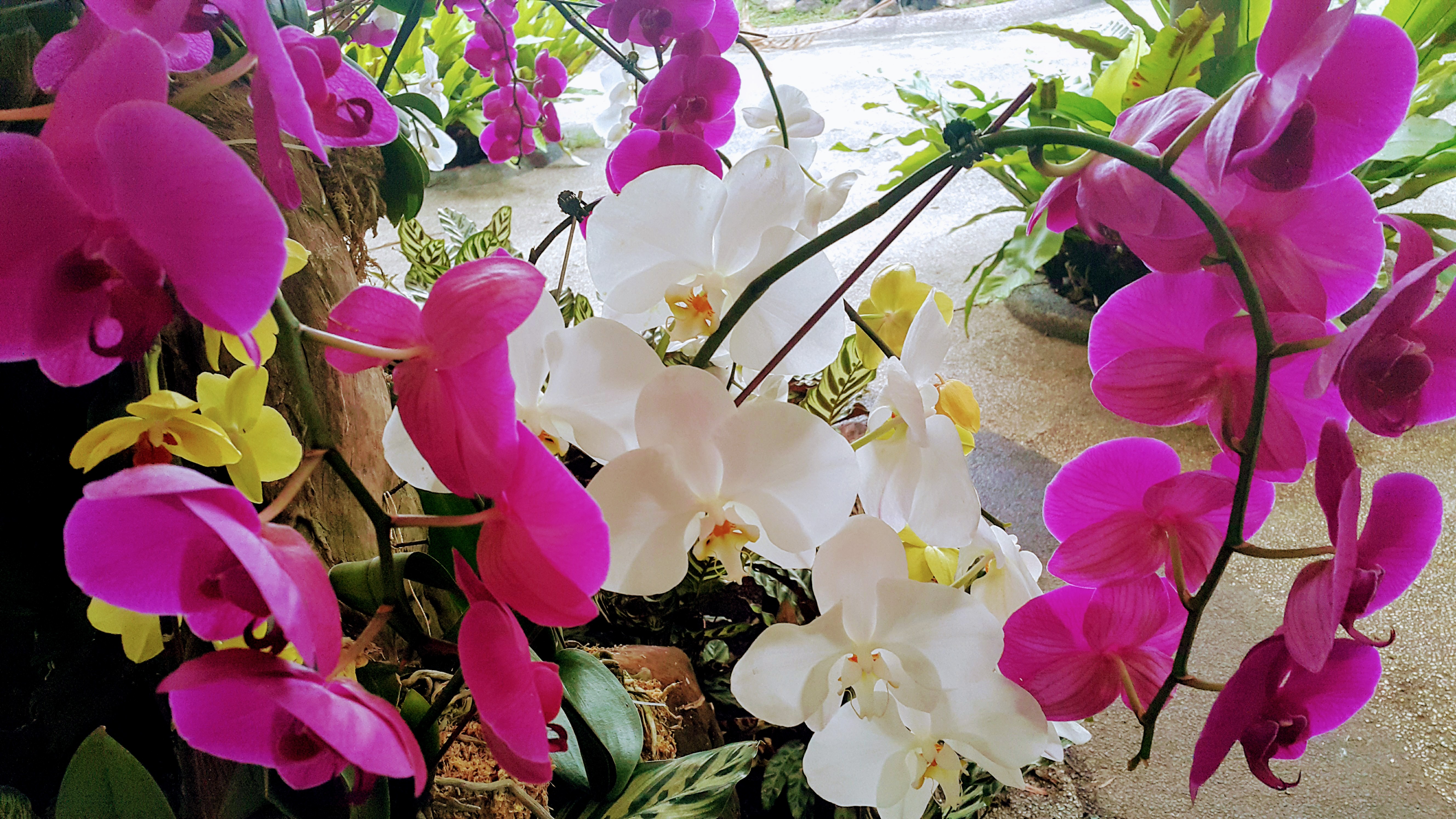 Kuala Lumpur 'da Gezilecek Yerler Arasından En Güzeli, Orkide Bahçeleri