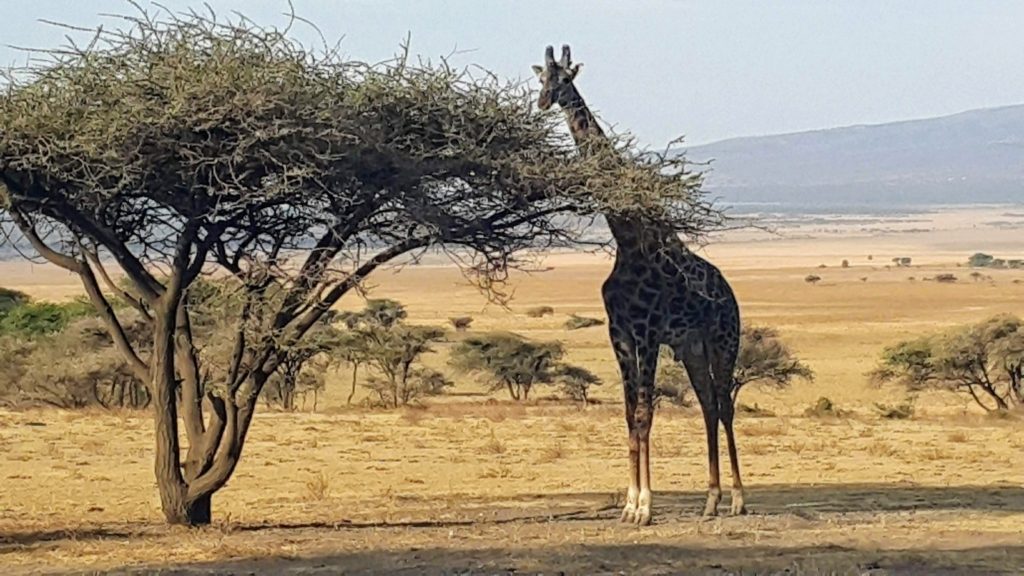 Bizden Tedirgin Olan ve Karnını Doyurmaya Çalışan Zürafa