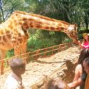 Giraffe Center'daki Zürafalar