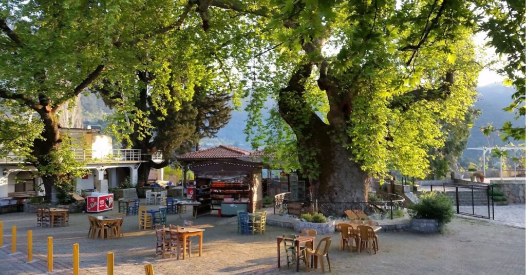 Bayır Köyü Asırlık Çınar Ağacı