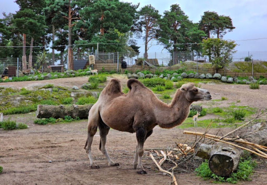 Helsinki Zoo, Helsinki Gezilecek Yerler