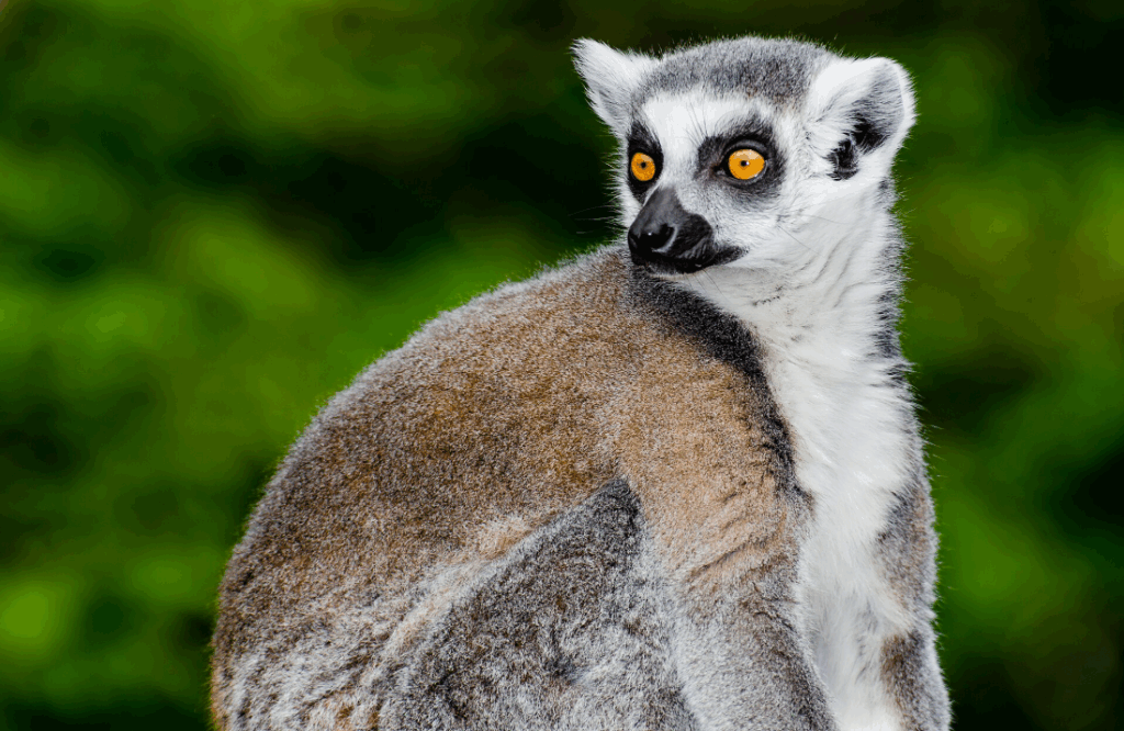 Madagaskar'a özgü, Lemur