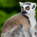Madagaskar'a özgü, Lemur