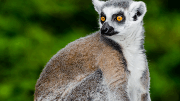 Madagaskar'a özgü, Lemur