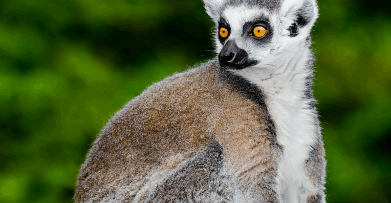 Madagaskar'a özgü, Lemur